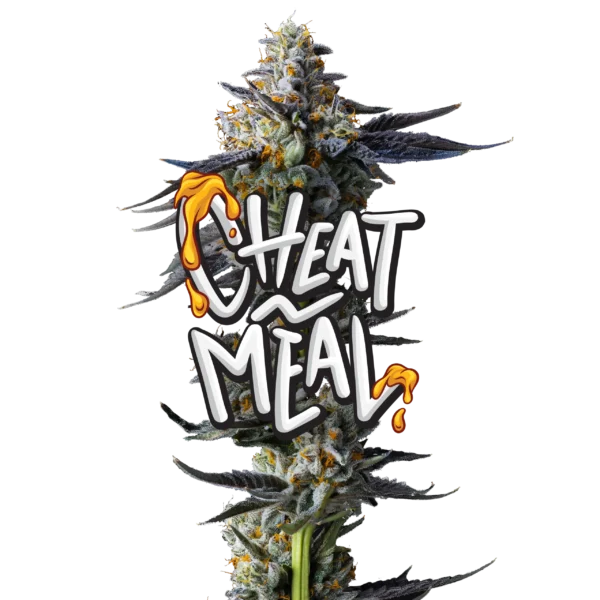 Jeeter Cheat Meal Red Label