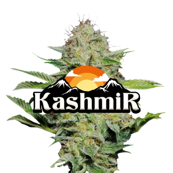 Jeeter Kashmir Red Label